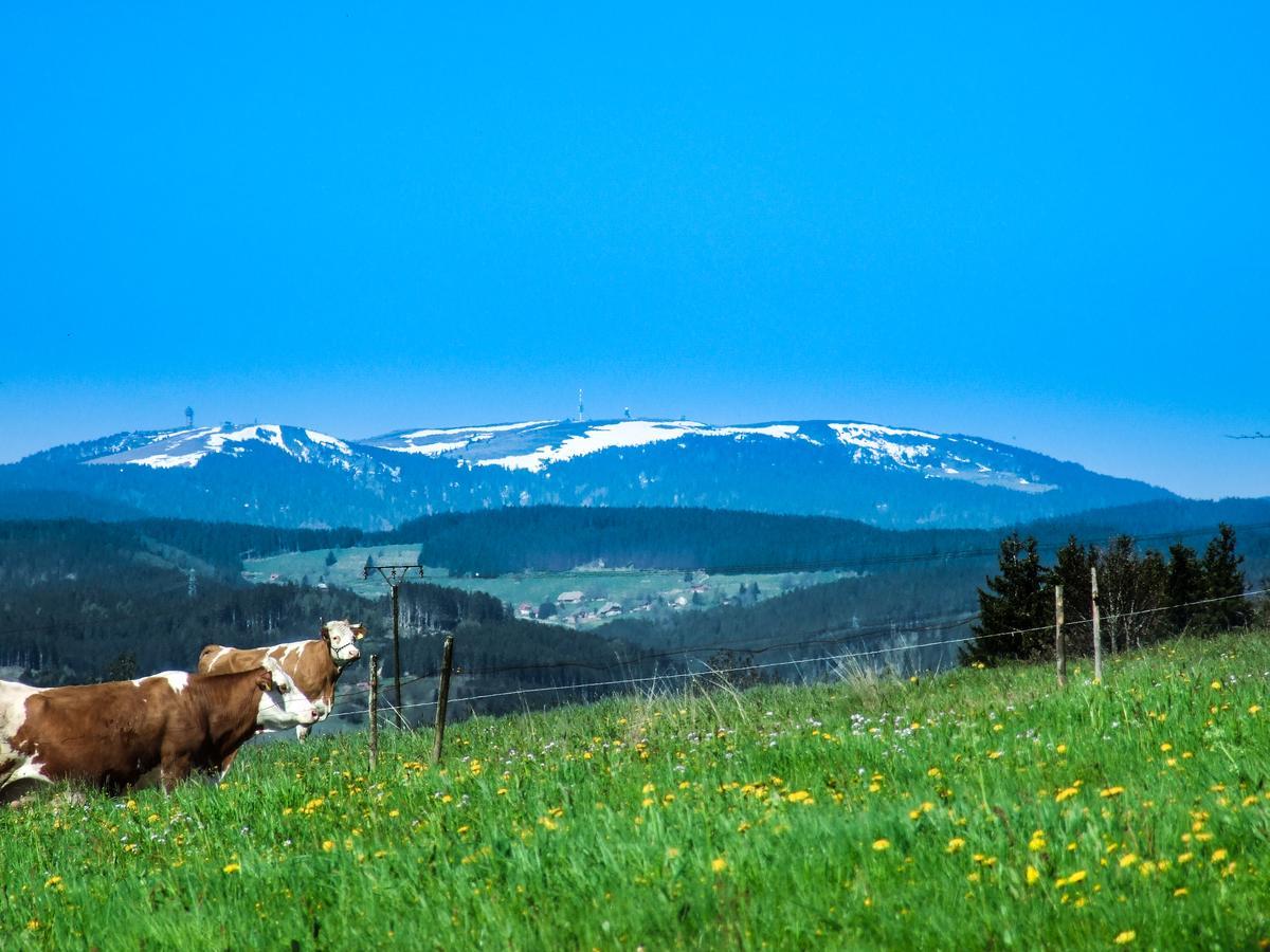 Landgasthof Alpenblick An Der Wutachschlucht Suedschwarzwald レーッフィンゲン エクステリア 写真